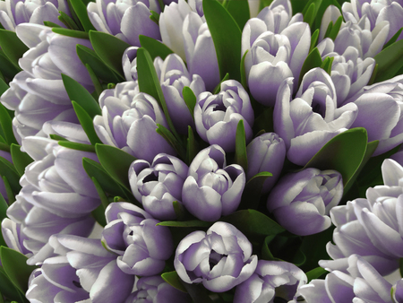 tulips flowers. Bouquets of white-violet tulips.  Spring background with flowers tulips.  Closeup.  Nature.の写真素材