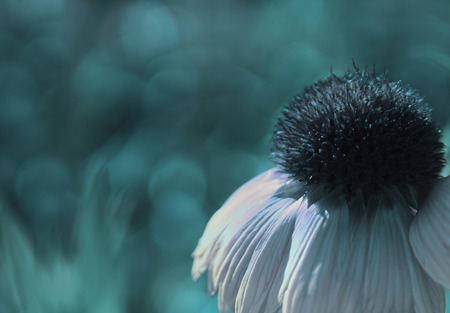 A white-turquoise flower on a turquoise  blurred bokeh background. Close-up. Floral background. Soft focus. Nature.の写真素材