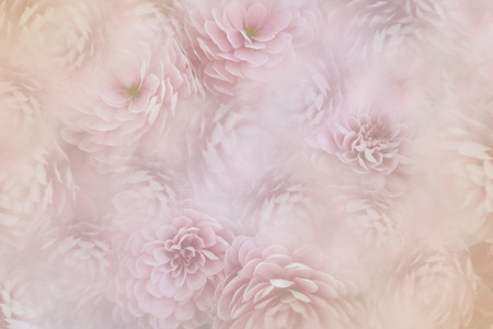 flowesr on blurry pink background . Pink-white  flowers chrysanthemum.  floral collage.  Flower composition. Nature.の写真素材