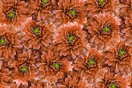 flowers  background .Red flowers chrysanthemum. Close-up.  Floral collage.  Flower composition. Nature.の写真素材
