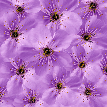 Purple  floral  background. White large  flowers  Cherry.  floral collage.  Flower composition. Nature.の写真素材