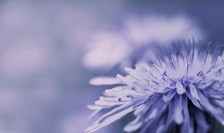 Spring lilac background.  White-blue Dandelion flower on a purple background. Closeup. For design. Side view.  Nature.の写真素材