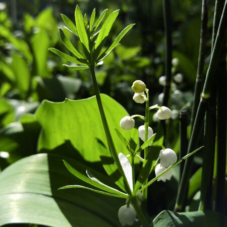 Spring background. Lilies of the valley in the forest. White flowers on a background of green...