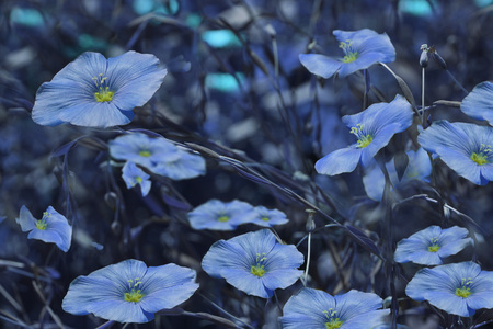 Blue flowers on blurry blue background. Floral background. Blue wildflowers in the grass.Nature.の写真素材