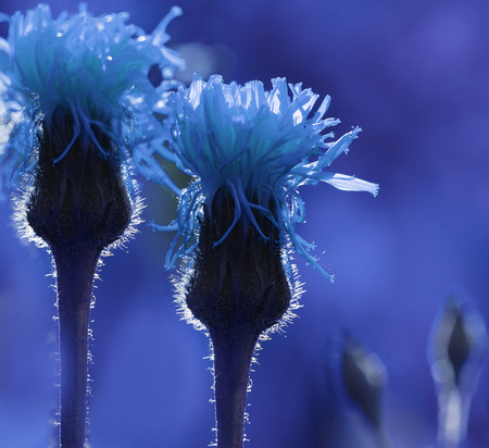 Floral blue background. Wildflowers  in the sun's rays. Close-up. Soft focus. Nature.の写真素材