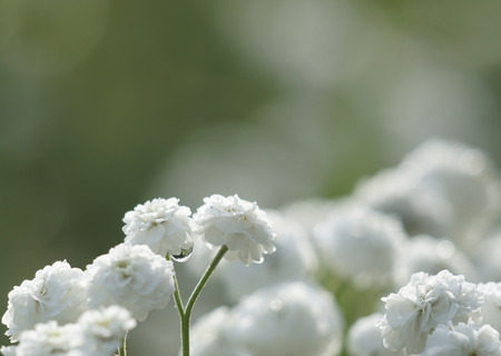 Floral light green beautiful background. Bouquet white flowers after the rain on the background bokeh. Closeup. Nature.     の写真素材