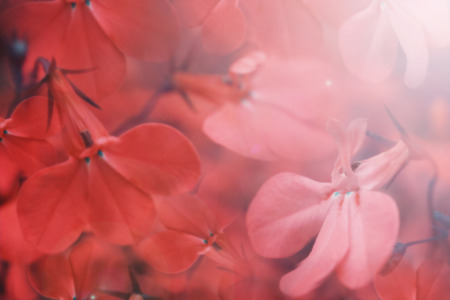 Floral red beautiful background. Red flowers close-up in the sunlight.  Soft focus. Nature.の写真素材