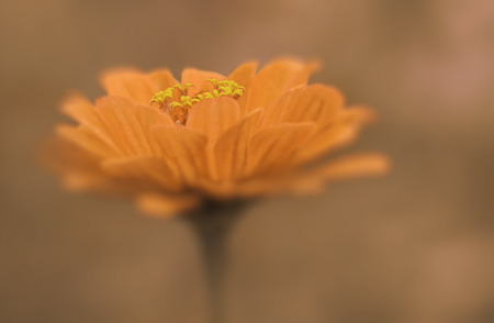 Yellow flower close-up on a light brown blurred background. Soft focus. Nature.の写真素材