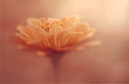 Red flower close-up on a foggy red blurred background. Watercolor background. Nature.の写真素材