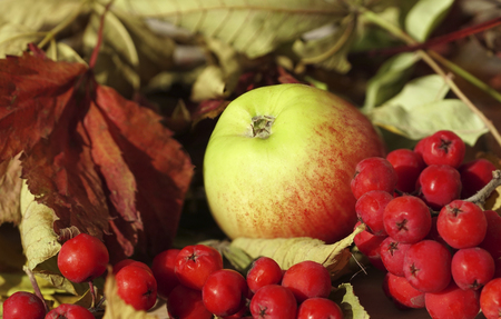Autumn background. Apple and red berries rowan close-up against the background of autumn leaves. Close-up. Nature.の写真素材
