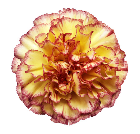 赤花の写真 イラスト素材一覧 674 138件 ストックフォトのamanaimages Plus