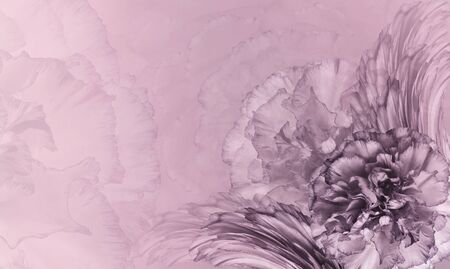 of pink-violet  carnations. Close-up. Festive postcard. Nature.の写真素材