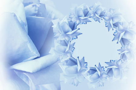 Floral blue-white beautiful background.  Flower composition.   Frame of  blue  flowers roses  on  light blue background.  Rose close-up.  Nature. の写真素材