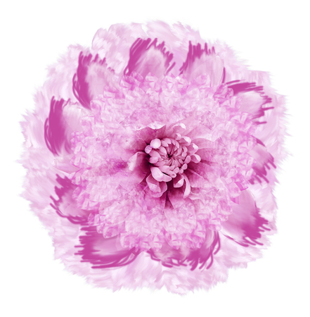 Abstract white-pink flower in watercolor style. Flower isolated on white background with clipping path. Close-up.For design, texture, cover, postcard. Nature.の写真素材