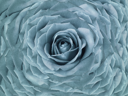 Floral   turquoise  beautiful background.  Flower composition  of  roses  flowers.  Close-up.  Nature. の写真素材