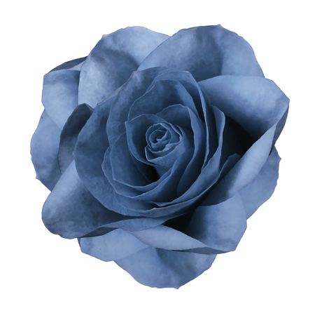 Rose  blue  flower  on white isolated background with clipping path.  no shadows. Closeup.  Nature. の写真素材