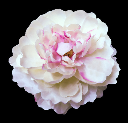 Watercolor flower peony white-pink on the black isolated backgroundの写真素材
