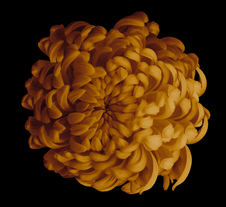Orange  flower chrysanthemum  on the black  isolated background with clipping path.   Closeup.   For design.  Nature.の写真素材