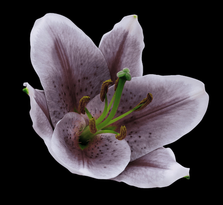 Violet flower   lily  on  the black isolated background with clipping path.   Closeup.  no shadows.  For design.  Nature.の写真素材