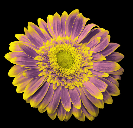 Pink-violet-yellow gerbera flower on the black isolated background with clipping path.   Closeup.  For design.  Nature.の写真素材