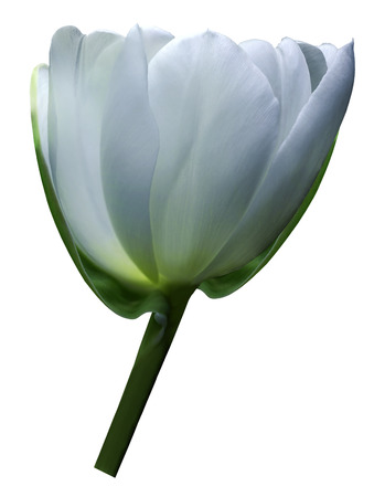 White-blue  flower tulip on white isolated background with clipping path. Close-up. Shot of White Colored. Nature. の写真素材
