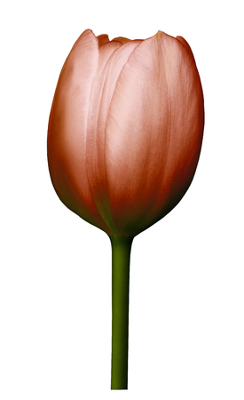 Red  flower tulip on white isolated background with clipping path. Close-up. Shot of  red Colored. Nature. の写真素材