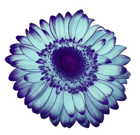 Light blue-violet  gerbera flower on a white isolated background with clipping path.   Closeup.  For design.  Nature.の写真素材