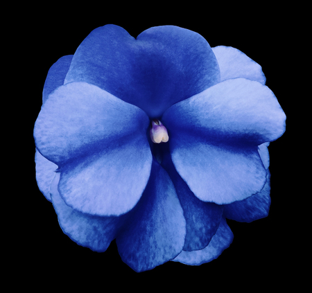 Natural flower of blue violets on the black isolated background