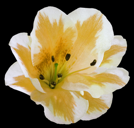 White-yellow  flower  lily on  the black isolated background with clipping path  no shadows. Closeup.  Nature.の写真素材