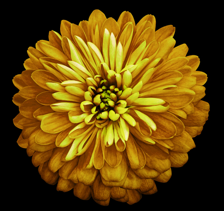 Chrysanthemum   bright  yellow  flower on the black isolated background with clipping path.  Closeup no shadows. Garden  flower.  Nature.の写真素材