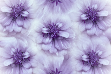 Floral  watercolor white-violet  background. Flowers daisies close-up on a  light violet ...