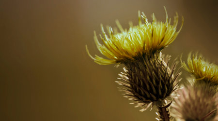 Floral yellow-brown  autumn background.  yellow  thorny thistle flower. A yellow-amber flower on a brown background. Closeup.  Nature. の写真素材