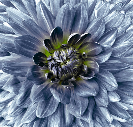 flower dahlia blue. Floral background closeup.  Macro.  Nature.の写真素材