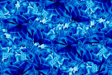 Floral background. Blue-white  flowers tulips.  floral collage.  Flower composition. Nature.の写真素材