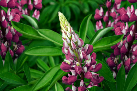 Pink garden flowers on a green background . Close-up. Floral background. Soft focus    Nature.の写真素材