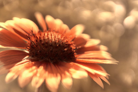 Red garden flower on a  white-brown blurred background bokeh. Close-up. Floral background. Soft focus.Bbloom in the sun. Floral background. Nature.の写真素材