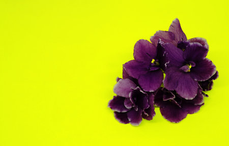 Bright purple violets on a bright yellow background. Bouquet of violets. Place for text. Nature.の写真素材