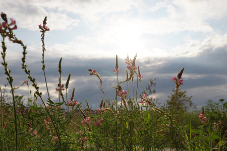 Summer landscape. Green grass and trees against the blue sky with clouds. Nature.の写真素材