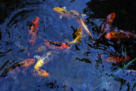 Colorful decorative beautiful carps. Fish in the water. Nature.の写真素材