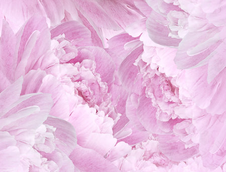 Floral pink beautiful background. Pink Peonies  and petals  flowers. Close-up. Nature.の写真素材