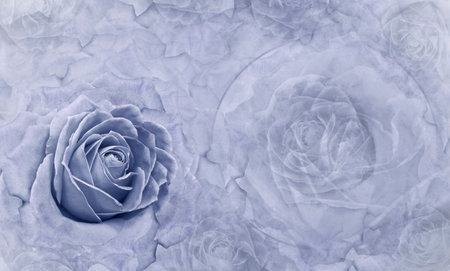 Floral  blue background. Flowers and rose petals. Flower composition. Place for text. Greeting card. Nature.の写真素材