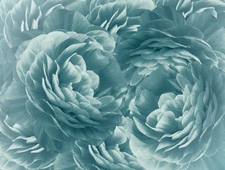 Floral turquoise background. A bouquet of  turquoise  roses  flowers.  Close-up.   floral collage.  Flower composition. Nature.   の写真素材