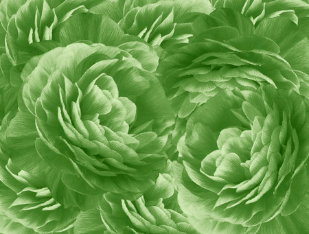Floral green background. A bouquet of  green  roses  flowers.  Close-up.   floral collage.  Flower composition. Nature. の写真素材
