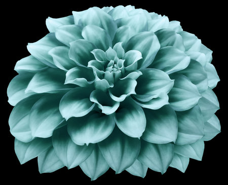 watercolor dahlia flower turquoise. Flower  on the black background. No shadows   . Close-up. Nature.の写真素材