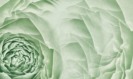 Floral  light green  background. Pink roses and petals flowers.  Close-up. Flower composition.   Greeting card.の写真素材