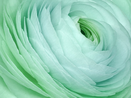 Turquoise rose flower close-up. Macro photo. Nature.