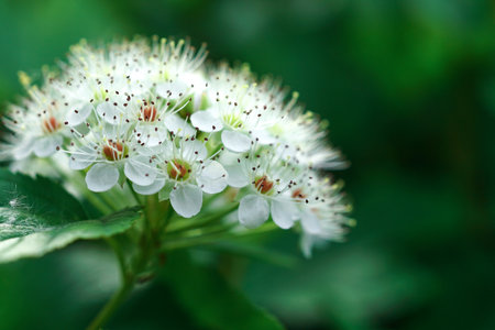 White spring flower close up. Floral beautiful background. Natureの写真素材