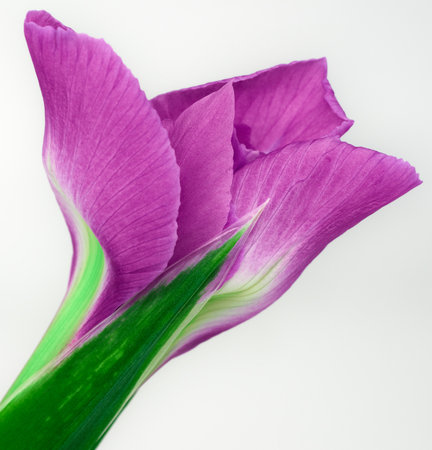 flower purple iris. Flower isolated on a white background. No shadows with clipping path. Close-up. Nature.の写真素材