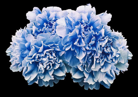 Blue peony flower on black isolated backgroundの写真素材