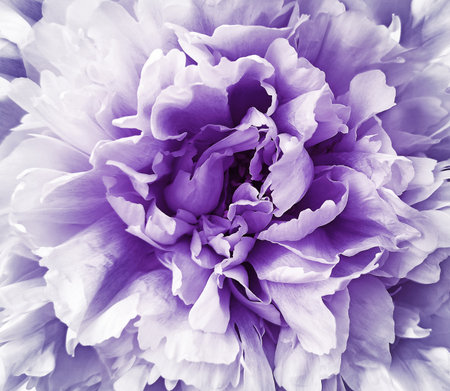 Purple peony flower. Floral spring background. Closeup. Nature.の写真素材